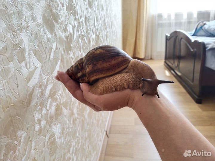 Улитки ахатины большие