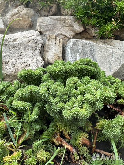 Многолетние растения