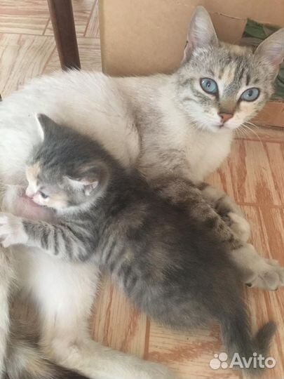 Бесплатный котенок