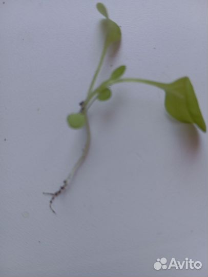 Петуния смесь ампельная, сортовая