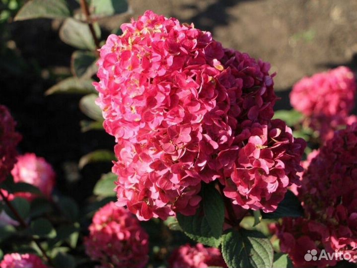 Гортензия метельчатая