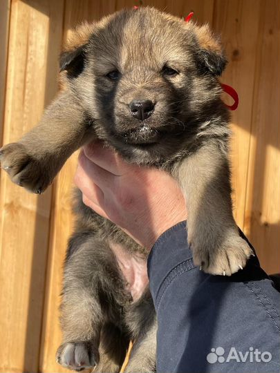 Милые пушистики