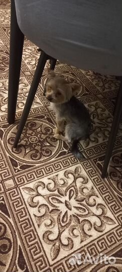 Йоркширский терьер мини вязка