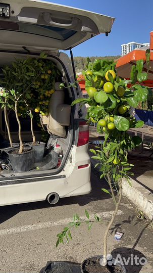 Саженцы Лимон, Мандарин, Кумкват, Апельсин