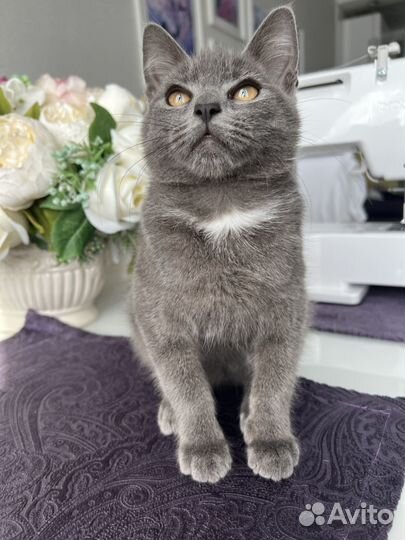 Котенок ищет дом