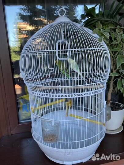 Волнистый попугай