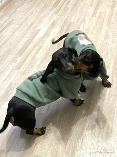 Одежда для собак
