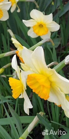 Луковицы нарциссов