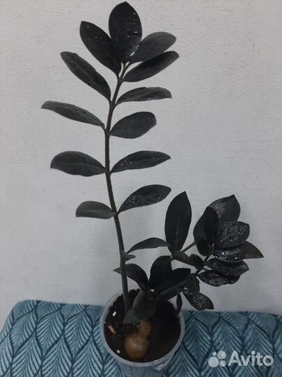 Замиокулькас зензи равен