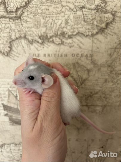 Крысята Дамбо малыши.Крыса