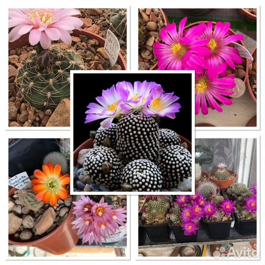 Цветущие кактусы