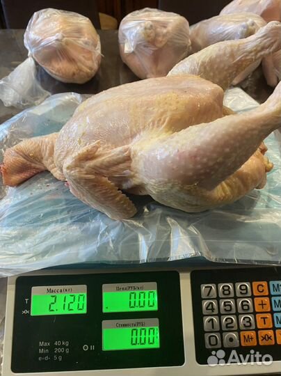 Куры домашние