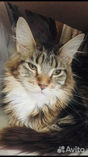 Котята мейнкун чистокровные подрощенные