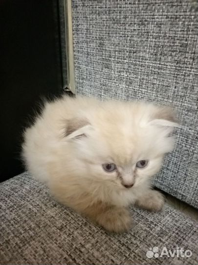 Шотландская вислоухая кошка,котята