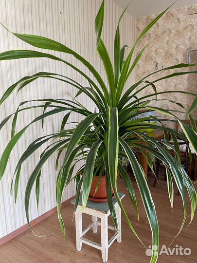 Пальма панданус