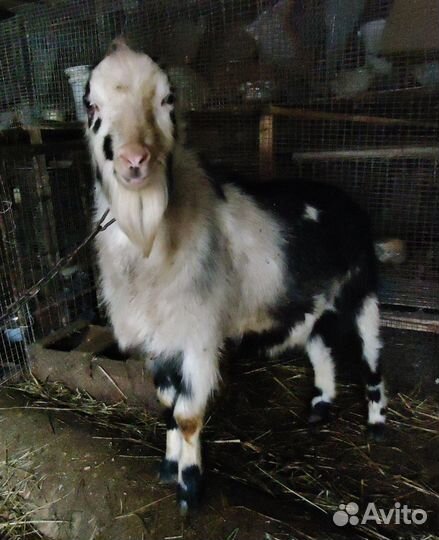 Племенные козлы Ламанчи