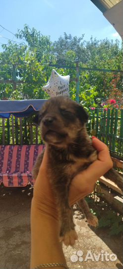 Раздаём щенков