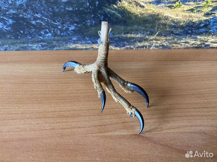 Лапка птицы