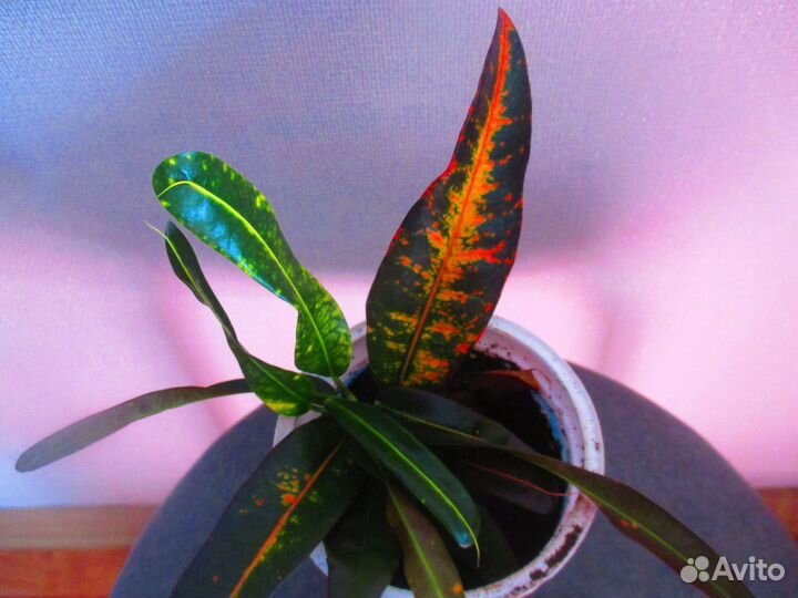 Кротоны сортовые