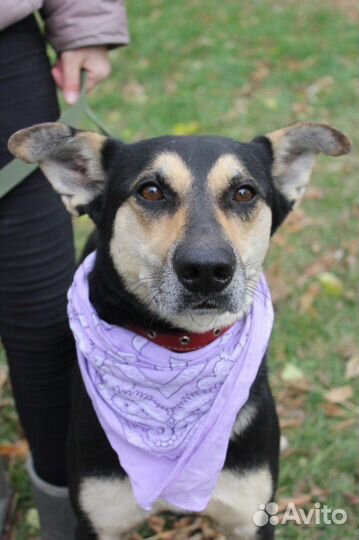 Мэй ищет дом и лучшую семью