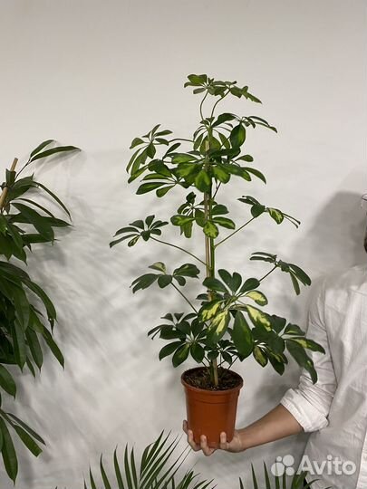 Шеффлера голд капелла