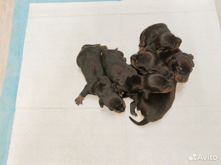 Щенки миниатюрной таксы