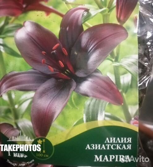 Лилия пророщенная