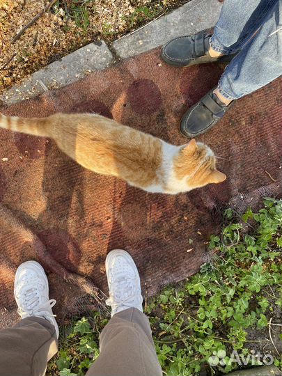 Кот в добрые руки, мальчик