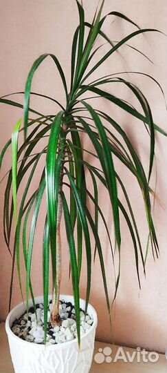 Пальма драцена