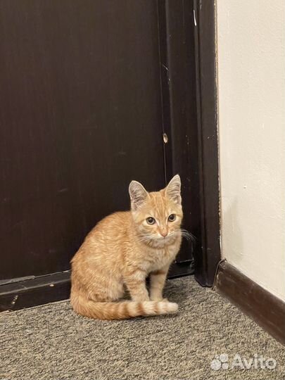 Кот в добрые руки