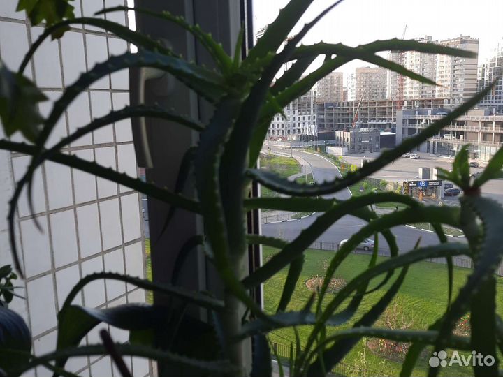 Алоэ лечебный