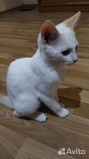 Белый котенок