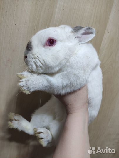 Символ года. Кролики породистые