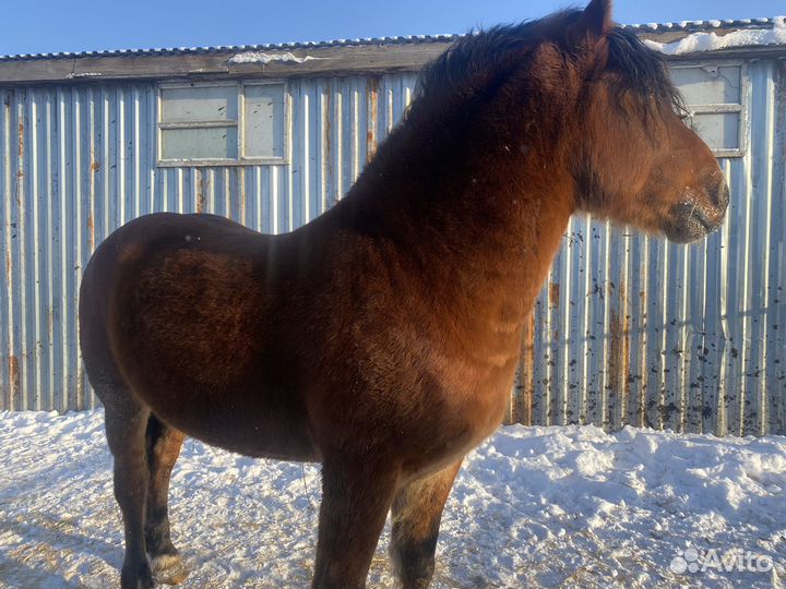 Жеребец тяжеловоз советский