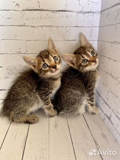 Крошечные котята ищут дом