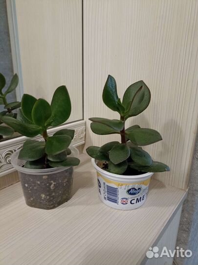 Толстянка (денежное дерево)