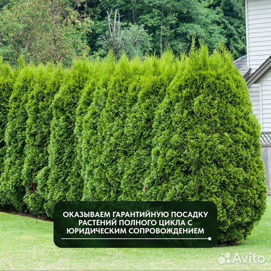 Туя западная Брабант, крупномер