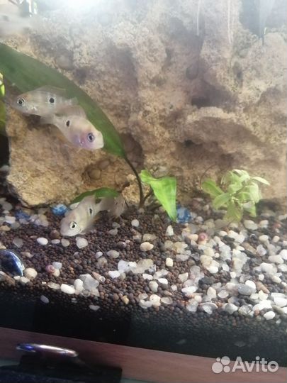 Цихлазома Элиота