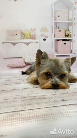 Йоркширский терьер вязка мальчик