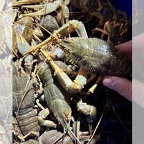 Раки озерные 10-12 см от 1 кг