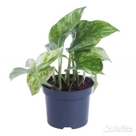 Стильные растения