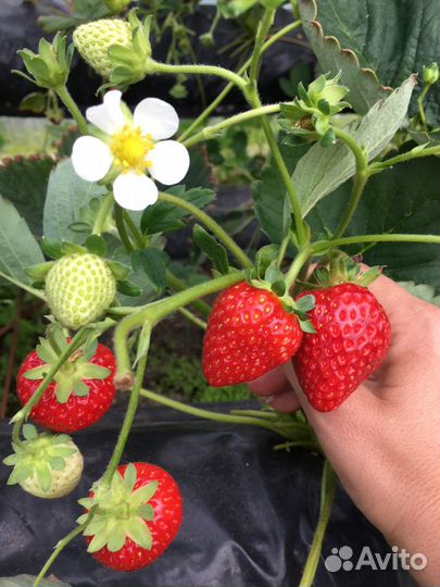 Рассада ремонтантной Клубники Итальянских сортов