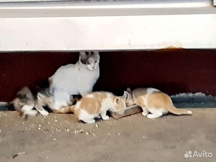 Кошки в добрые руки бесплатно