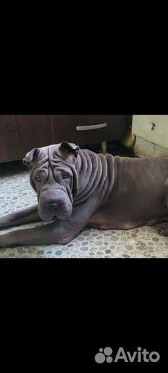 В добрые руки