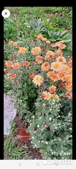 Растения для сада