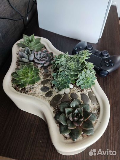 Флорариум суккуленты на заказ