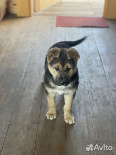 Щенок девочка в добрые руки