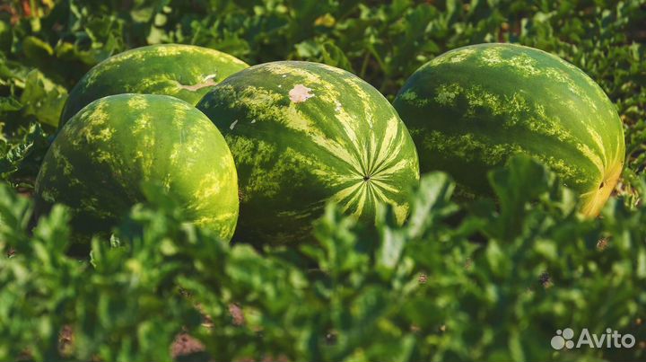 Арбузы Оптом