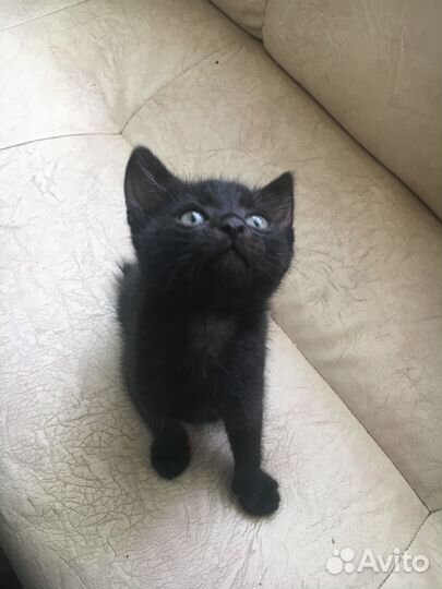 Котята в добрые руки мальчики