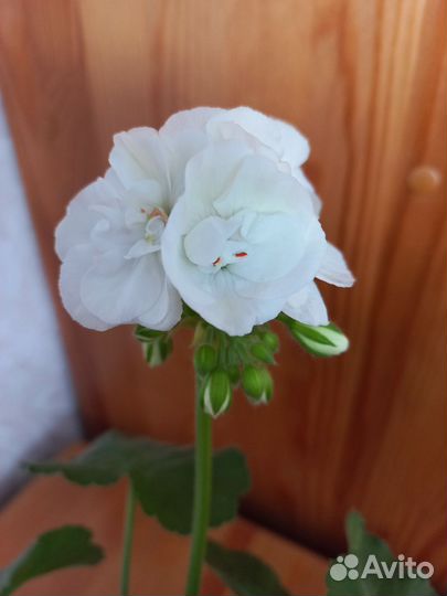 Пеларгония